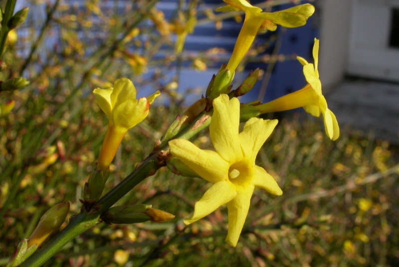 Jasminum Nudiflorum